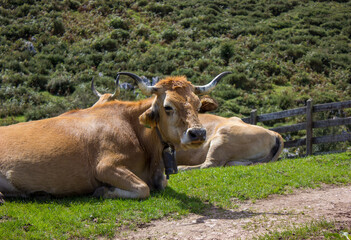 image of a cow lying in a meadow with a mountain background