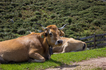 image of a cow lying in a meadow with a mountain background