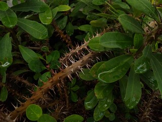 Euphorbia milii, the crown of thorns plant