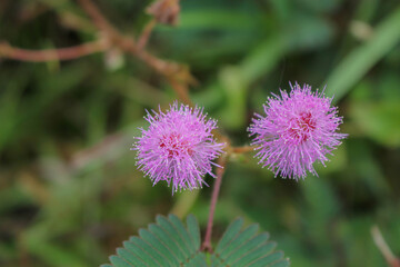 Beautiful thorn flower,pink flower,flower in asia images background