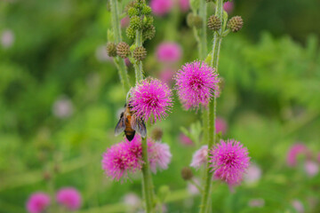 Beautiful thorn flower,pink flower,flower in asia images background