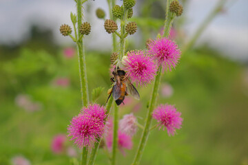 Beautiful thorn flower,pink flower,flower in asia images background