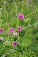 Beautiful thorn flower,pink flower,flower in asia images background