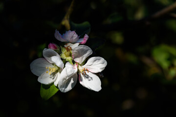 Closeup of late blooming apple blossom on a tree, dark shady background
