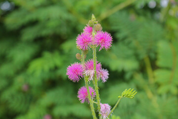 Beautiful thorn flower,pink flower,flower in asia images background