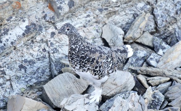 White Tailed Ptarmigan