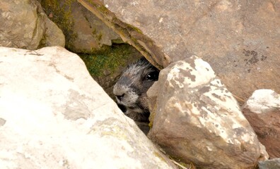 Templeton Marmot