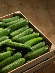 Basket of Cucumbers