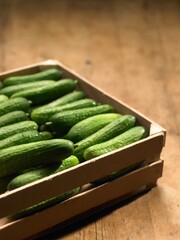Basket of Cucumbers