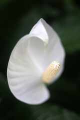 A white anthurium flower blooms in the secluded woods