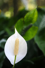 The white Anthurium flowers stand upright in front of the green background, which is particularly white and eye-catching
