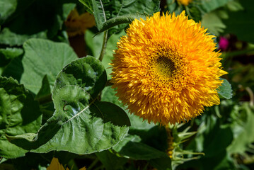 Cheerful bright yellow sunflower, 'Teddy Bear', blooming in a garden as a nature background
