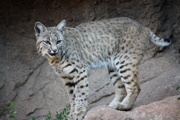 A bobcat standing on a rock