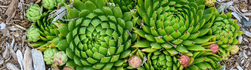 Pattern and texture in nature in a Hen and Chicks plant growing in a garden
