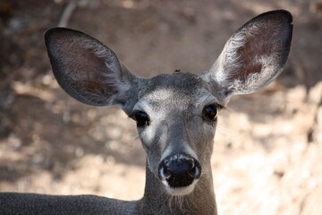 A Deer Stares Into The Camera
