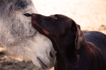 Donkey And Dog Tender Moment