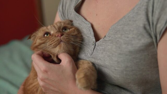 Cute ginger cat relaxing on girl's hands. Woman caress her fluffy pet. Domestic animal slow motion close up.