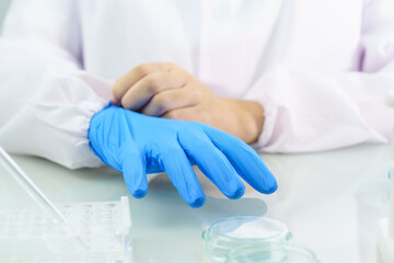 Scientist hands putting in nitrile blue latex gloves in labcoat wearing nitrile gloves