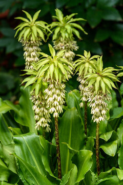 Unusual green and yellow flowers of a Pineapple Lily plant blooming in a garden
