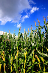 Corn fields, the harvest scene
