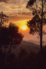 Árvores no nascer do Sol