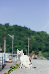 沖島の港の猫