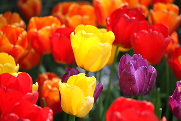 Colorful tulips in Amsterdam, Netherlands.