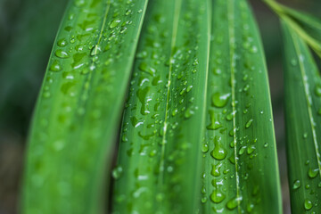 Macro of water drops on three green leaves