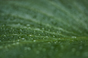 Macro of many water drops on a green leaf