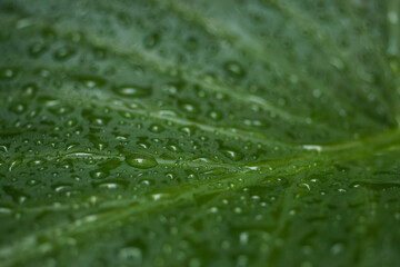 Macro of many water drops on a green leaf