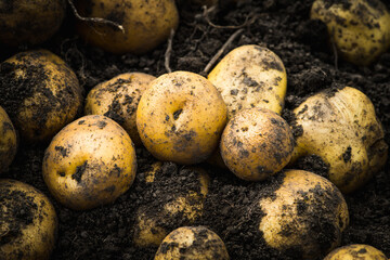 Freshly harvested yellow potatoes on the ground. Selective focus. Shallow depth of field.