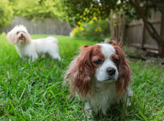 cavalier king charles spaniel