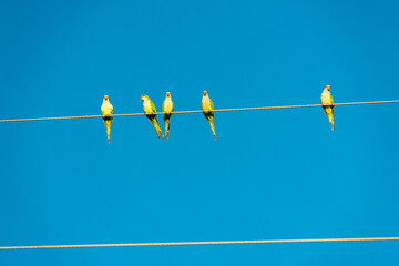Birds on the power grid in the wetland in Pocone, Mato Grosso, Brazil on June 14, 2015.