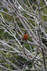 American robin in a tree