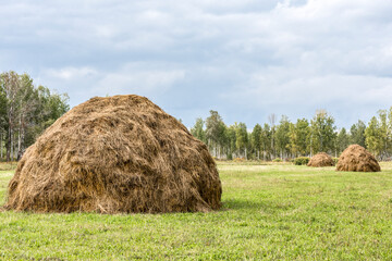 A field with mowed grass and haystacks in autumn