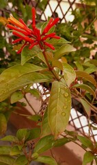 red and green leaves