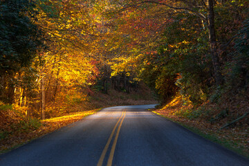Obraz premium road in autumn forest