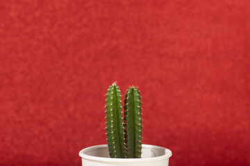 Little Cactus plant on a red color wall