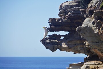 Sulphur-crested Cockatoo practising the Art of Rock Climbing