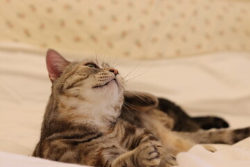 頭を掻く猫のアメリカンショートヘア
American shorthair cat scratching his head.