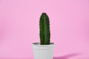 Green cactus in a white pot on pink background