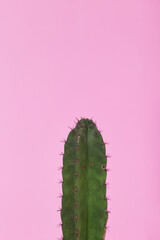 Green Cactus on pastel pink background