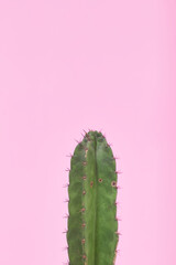 Green Cactus on pastel pink background
