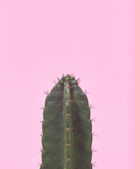 Green Cactus on pastel pink background