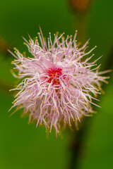 close up of a pink touch me not flower
