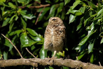 owl perched on a branch in a tree. nature 