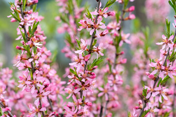 Fototapeta premium almond blossom in spring
