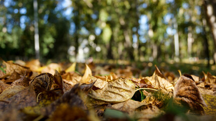 withering dry leaves on the ground in the Park