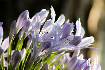 purple agapanto flowers in bloom facing the sun. Romantic background.  Pastel palette