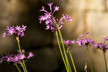 Purple agapanthus flowers in bloom close up. Bokeh background